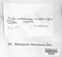Melanogaster broomeianus image